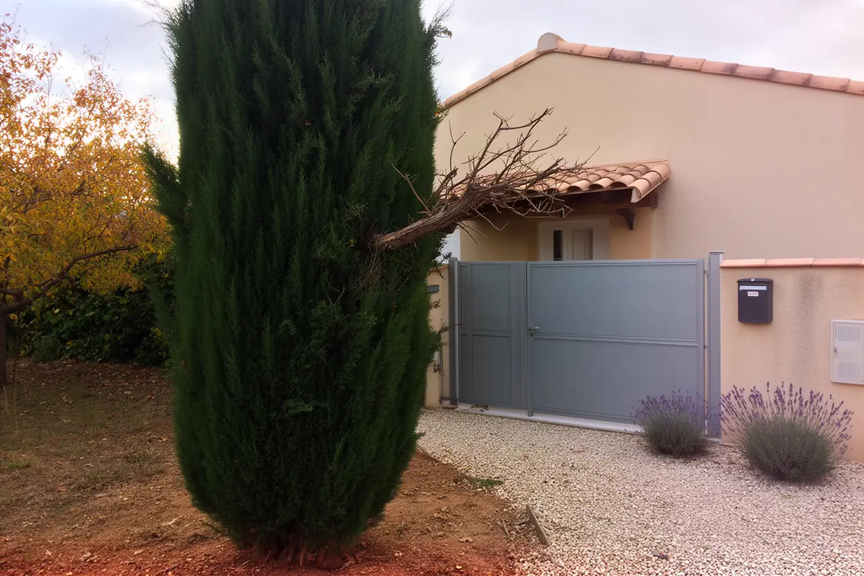 Cyprès de Marguerittes avant purge sanitaire