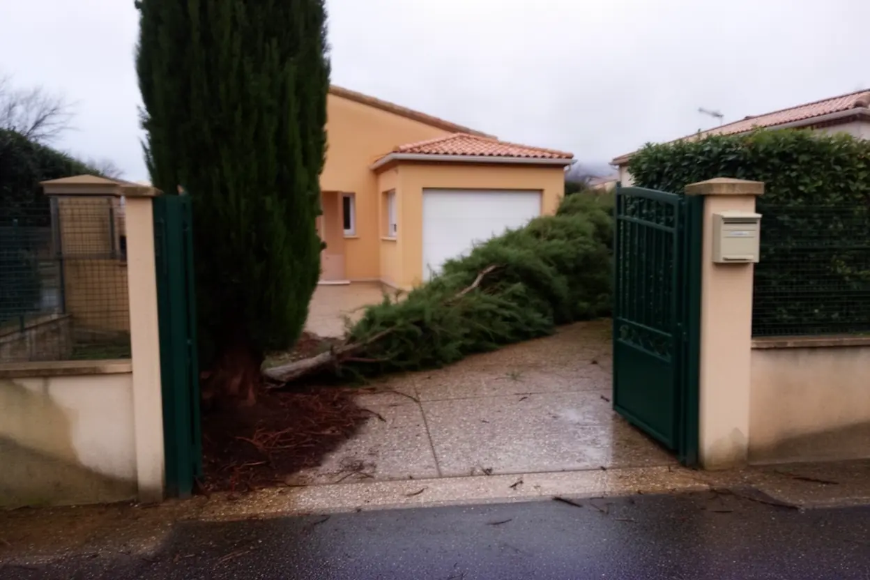Cyprès incliné devant un portail à Caissargues