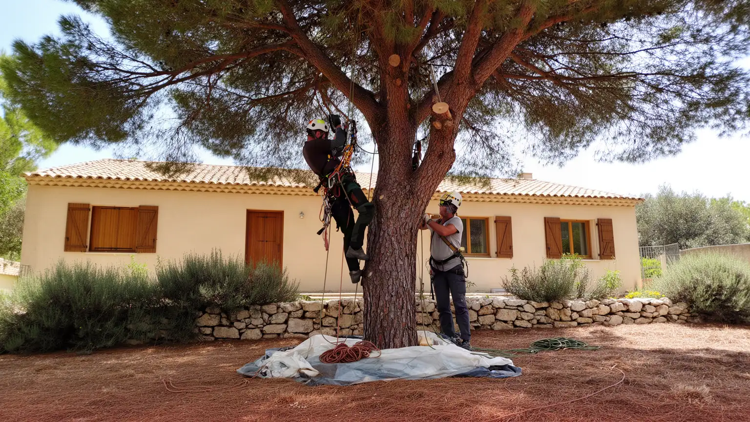 Élagage et Abattage d'arbres à Nîmes : Votre Arboriste Grimpeur Expert
